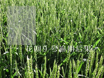 花呗9号逾期后果 花呗9号逾期后果