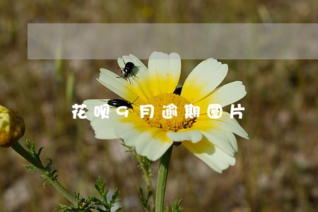 花呗9月逾期图片 花呗9月逾期图片