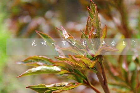 花呗一万逾期1年会上门吗 花呗一万逾期1年会上门吗