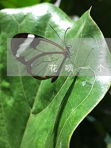 花呗一个月逾期利息怎么算的