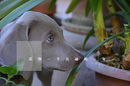 花呗一千元逾期一年 花呗一千元逾期一年
