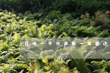 花呗一千元逾期一年要还多少