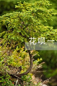 花呗一千六逾期一年 花呗一千六逾期一年