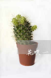 花呗一千块逾期一年
