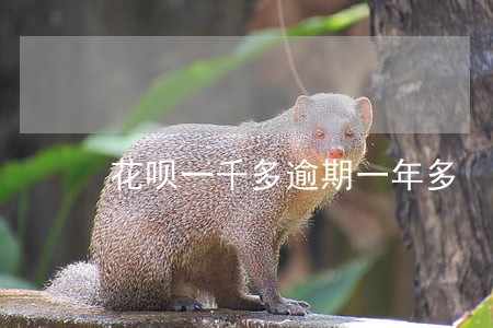 花呗一千多逾期一年多 花呗一千多逾期一年多