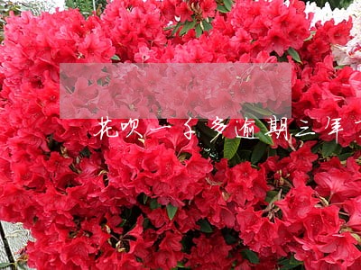 花呗一千多逾期三年了怎么办