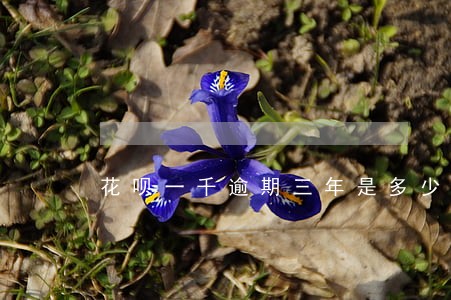 花呗一千逾期三年是多少钱 花呗一千逾期三年是多少钱