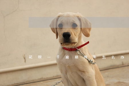 花呗一千逾期两年怎么办 花呗一千逾期两年怎么办