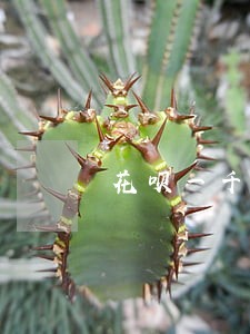 花呗一千逾期账单