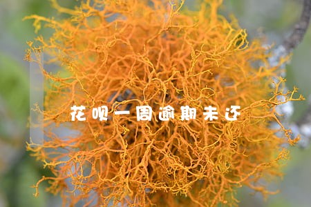 花呗一周逾期未还 花呗一周逾期未还