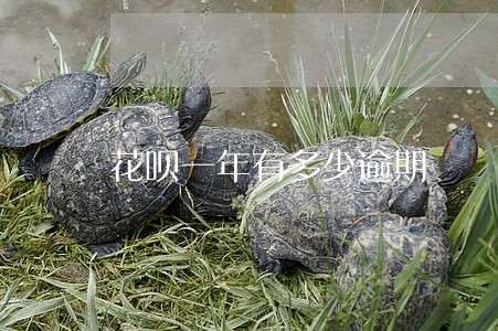 花呗一年有多少逾期 花呗一年有多少逾期