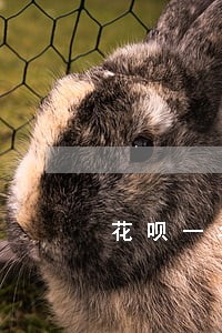 花呗一年能修复几次逾期 花呗一年能修复几次逾期