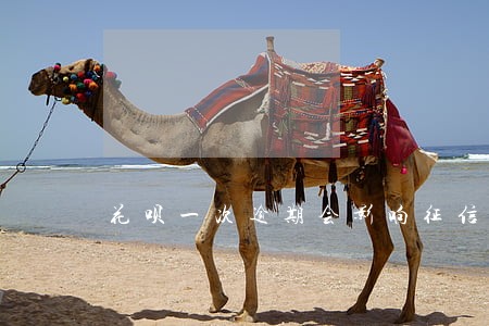 花呗一次逾期会影响征信吗 花呗一次逾期会影响征信吗