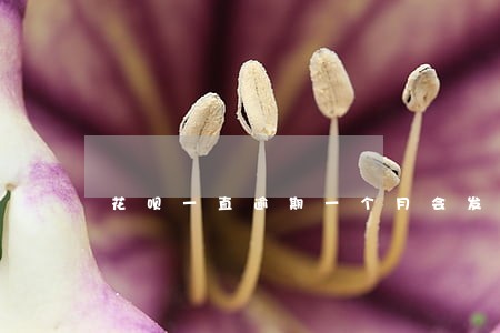 花呗一直逾期一个月会发生什么 花呗一直逾期一个月会发生什么
