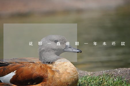花呗一直逾期一年未还款