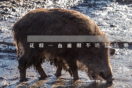 花呗一直逾期不还款后果