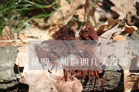 花呗一般逾期几天没事 花呗一般逾期几天没事