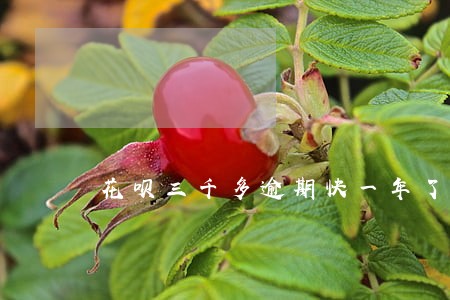 花呗三千多逾期快一年了会拘留吗 花呗三千多逾期快一年了会拘留吗