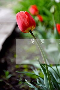 花呗三天逾期会影响征信吗 花呗三天逾期会影响征信吗