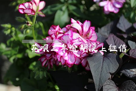花呗三年逾期没上征信 花呗三年逾期没上征信