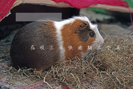 花呗三百快逾期三个月 花呗三百快逾期三个月