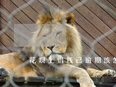 花呗上借钱已逾期该怎么还 花呗上借钱已逾期该怎么还
