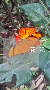 花呗上显示不算逾期啥意思 花呗上显示不算逾期啥意思