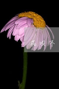 花呗不小心逾期一天会上征信 花呗不小心逾期一天会上征信