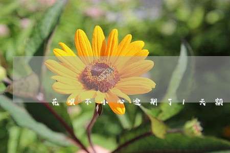 花呗不小心逾期了1天额度冻结 花呗不小心逾期了1天额度冻结