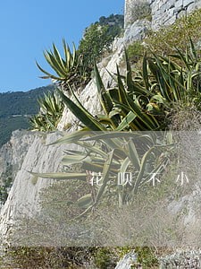 花呗不小心逾期了一个月 花呗不小心逾期了一个月
