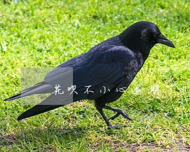 花呗不小心逾期了几小时 花呗不小心逾期了几小时
