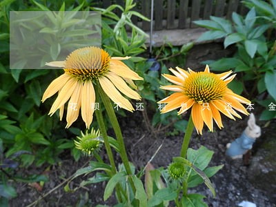 花呗不还利息只还本金