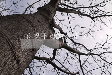 花呗不逾期会不会上征信 花呗不逾期会不会上征信