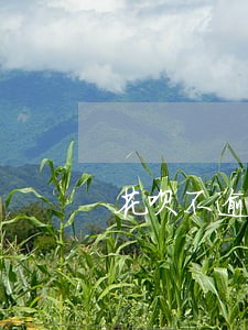 花呗不逾期会不会降额度