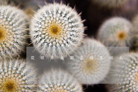 花呗不逾期会给关闭么 花呗不逾期会给关闭么