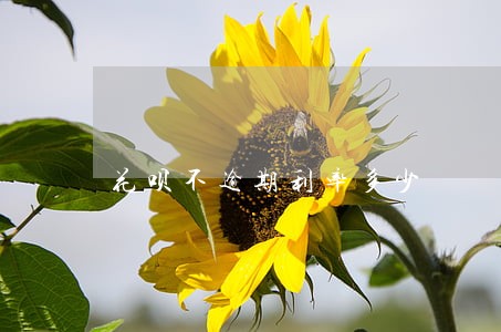 花呗不逾期利率多少 花呗不逾期利率多少