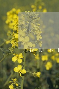 花呗不逾期年利率 花呗不逾期年利率