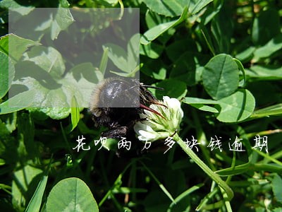 花呗两万多块钱逾期 花呗两万多块钱逾期