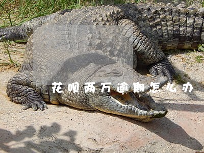 花呗两万逾期怎么办