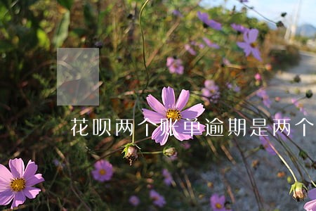 花呗两个账单逾期是两个月吗 花呗两个账单逾期是两个月吗