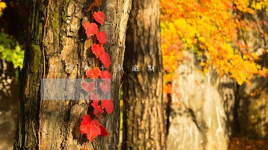 花呗两千多逾期一年 花呗两千多逾期一年