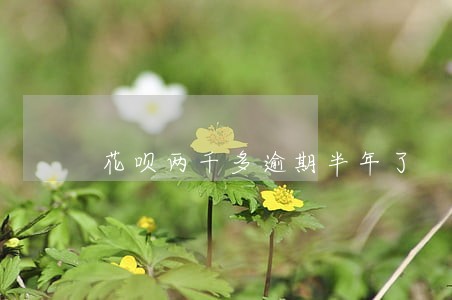 花呗两千多逾期半年了 花呗两千多逾期半年了