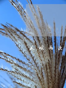 花呗两次逾期会上征信吗 花呗两次逾期会上征信吗