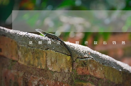 花呗两次逾期还款后仍然无法使用 花呗两次逾期还款后仍然无法使用