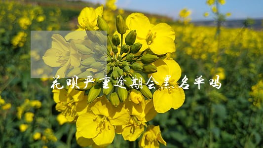 花呗严重逾期会黑名单吗 花呗严重逾期会黑名单吗
