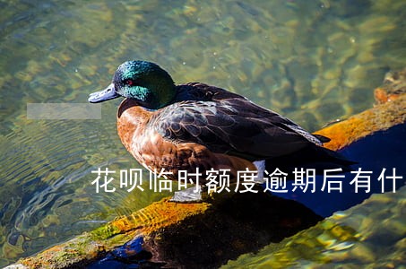 花呗临时额度逾期后有什么影响 花呗临时额度逾期后有什么影响