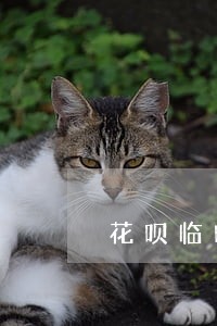 花呗临时额度逾期没还 花呗临时额度逾期没还
