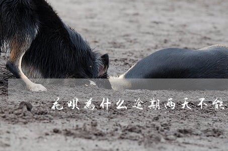 花呗为什么逾期两天不能用了