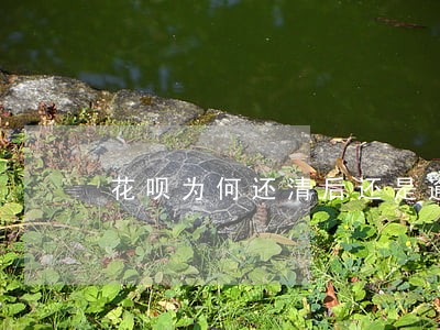 花呗为何还清后还是逾期