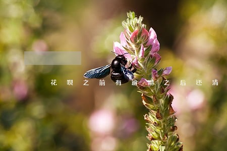 花呗之前有逾期之后还清了后 花呗之前有逾期之后还清了后